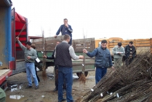 Development of Fruit Production